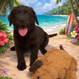Lilo Stoner Chocolate girl - 6387 - Chocolate female Labrador Retriever puppy in Brandywine, Maryland from QVR Labradors and Leonbergers