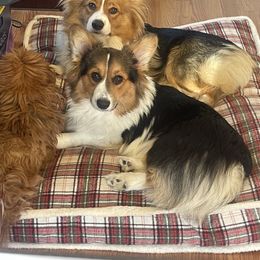 Pembroke Welsh Corgi All Grown Up from Tina Bible's Pembroke Welsh Corgis