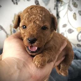 Lemonade - Apricot Mini Poodle Raised in Home - Apricot female Poodle puppy in Falcon, Missouri from Cedar House Heritage Poodles | AKC Toy & Miniature Poodle Puppies Raised in Home