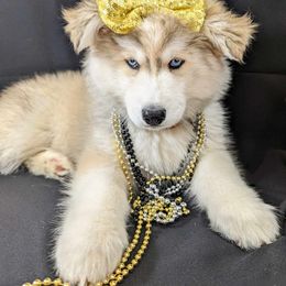Siberian Husky Puppies from Funky Farm AKC Siberian Huskies Kennel