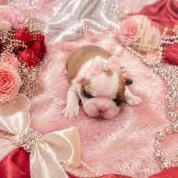 Black Mask Fawn Girl - Red female Boston Terrier puppy in San Antonio, Texas from JT Bostons