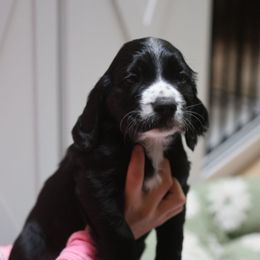 River - Black and white male English Cocker Spaniel puppy in New Mexico from HighBrassGunDogs