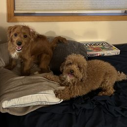 Cockapoo Puppies from Rosemary House