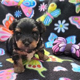 Girl 1 - Black and tan female Yorkshire Terrier puppy in Plainwell, Michigan from Preuss Puppies