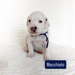 Macchiato - LUA long coat - White and black male Dalmatian puppy in Davenport, Florida from Sunny Jewels Dalmatians