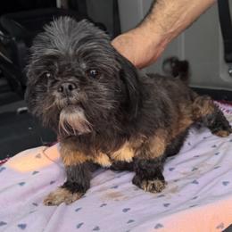 Baby - Shih Tzu