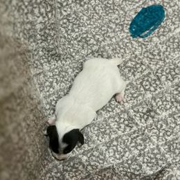 Border Collie and Jack Russell Terrier Puppies from CP FARMS BORDER COLLIES N JACKS CORP