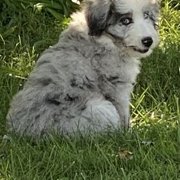 Aussiedoodle, Australian Shepherd, and Toy Australian Shepherd Puppies from Tumblin T Aussies and Aussiedoodles
