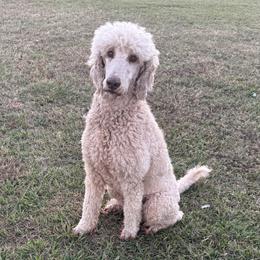Luna - Cream female Poodle puppy in Valdosta, Georgia from Posh Poodles