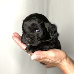 Havapoo Puppies from Legacy Farmstead