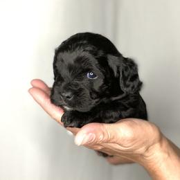 Havapoo Puppies from Legacy Farmstead