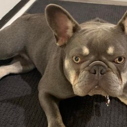 French Bulldogs from PNW Bigfoot Bullies