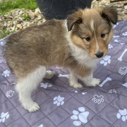 Shetland Sheepdogs from Tricia's Sheltie Puppies