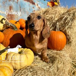 Quincy - Brindle female Dachshund puppy in Royse City, Texas from Truehearted Miniature Dachshunds