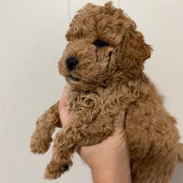 Boy 1 Oliver AKC - Apricot male Poodle puppy in Lees Summit, Missouri from Divine K9s LLC