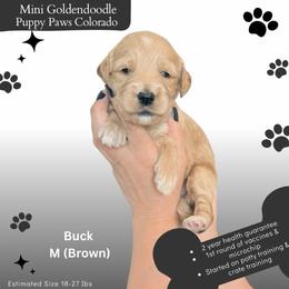 Buck - Apricot male Goldendoodle puppy in Fort Lupton, Colorado from Puppy Paws Colorado
