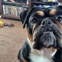 Olde English Bulldogges from Envyus Kennels