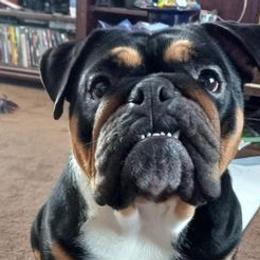 Olde English Bulldogges from Envyus Kennels