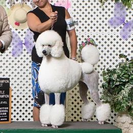 Poodles from Keri Standard and Miniature Poodles