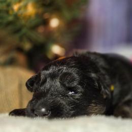Yellow Girl - Black and tan female German Shepherd puppy in Ocala, Florida from Guardian Shepherds