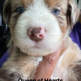 Aussiedoodle and Australian Shepherd Puppies from Loving Puppy Paws Kennel