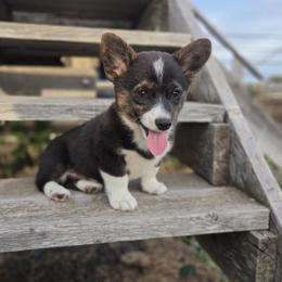 Male 3 - Black and white male American Corgi puppy in Portland, North Dakota from Sliding stop corgis