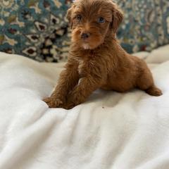 Boy 3 - Red male Whoodle puppy in Sebastian, Florida from Perri’s Whoodles