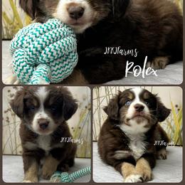 1 Rolex, RTM - Red tri-color male Miniature American Shepherd puppy in Huntington, Texas from JKKJ Farms, LLC