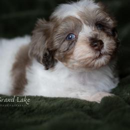 Sweet Dumpling - Merle female Schnoodle puppy in Grove, Oklahoma from Grand Lake Poodles & Doodles