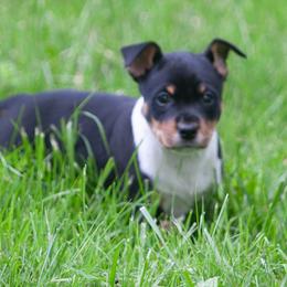 Rat Terrier Puppies from Walnut Acre Decker Terrier and ODT