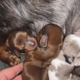 Shaded red female - Red female Dachshund puppy in Willow Springs, Missouri from Willow Weiner Ranch