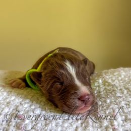 Slugworth - Red and white male Siberian Husky puppy in Tulsa, Oklahoma from EvergreenEliteKennel