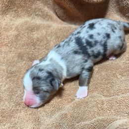 Girl 2 - Blue merle female Miniature Australian Shepherd puppy in Olean, New York from Windy River Mini Aussie
