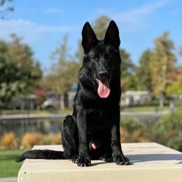 Ruger - German Shepherd