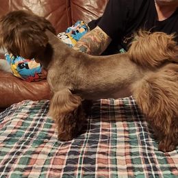 Tiffany - Shih Tzu