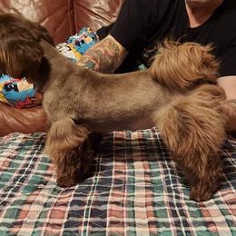 Tiffany - Shih Tzu