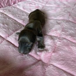 Chrissy - Cream female Dachshund puppy in Wolf Lake, Indiana from Canisteo Dachshunds