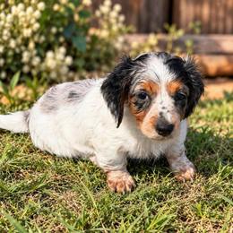 Princess - Dapple female Dachshund puppy in Pleasant Plains, Arkansas from JGBs Silver Spur Dachshunds