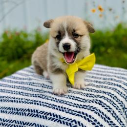 Lulu's Yellow Girl - Red female Pembroke Welsh Corgi puppy in Vilonia, Arkansas from Lucky Pups Corgis