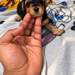 Daisy - Black and tan female Yorkipoo puppy in Gastonia, North Carolina from Banks Dynasty Kennel