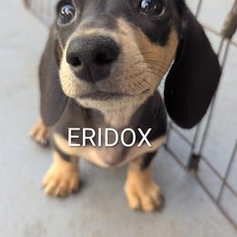 Evillyn - Black and cream female Dachshund puppy in Missouri from Eridox Dachshunds