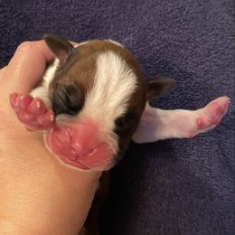 Cole Swindell - Fawn male Boxer puppy in Willard, North Carolina from Boone’s Boxers of North Carolina