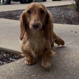 Cinnamon - Dachshund