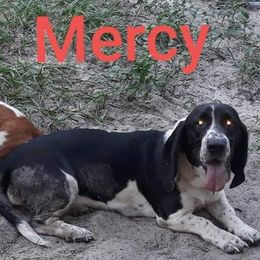 Mercy - Basset Hound