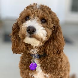 Jordan - Goldendoodle