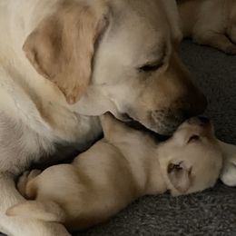 Labrador Retriever Puppies from Tobyan Labradors