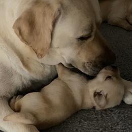 Labrador Retriever Puppies from Tobyan Labradors