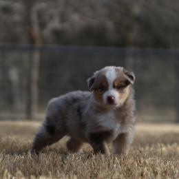 Eagle - Red merle male Australian Shepherd puppy in Weatherford, Texas from Ridgestar Aussies