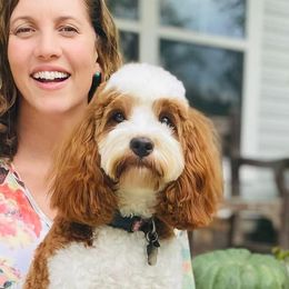 Maggie - Cavapoo
