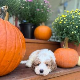 Phantom - Parti male Goldendoodle puppy in Jacksonville, Florida from Dandelion Doodles